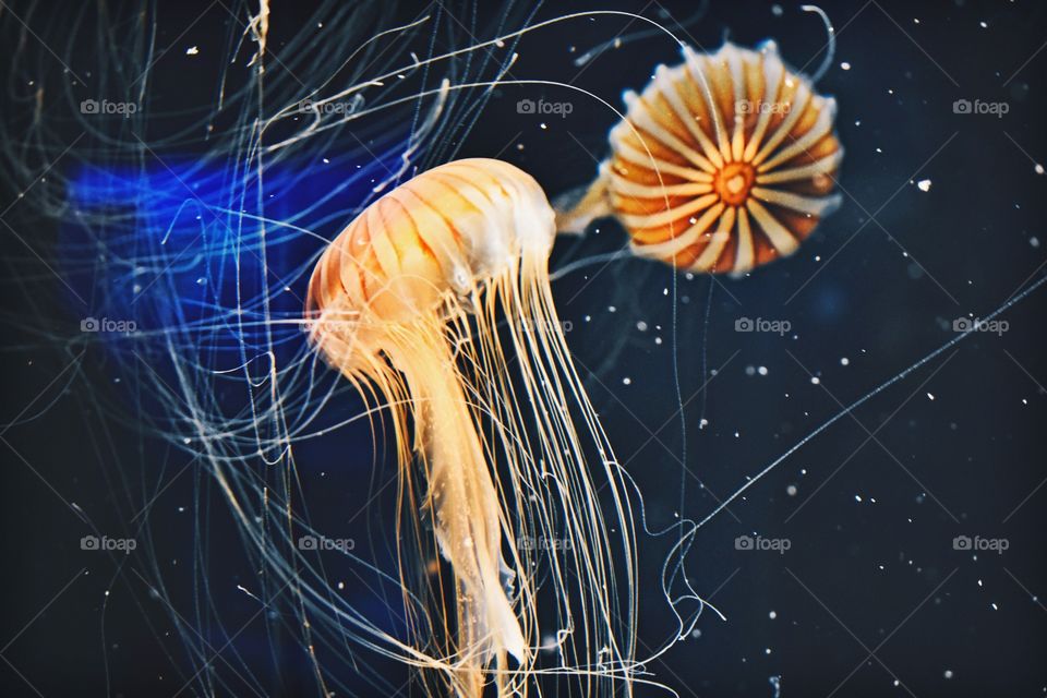 Close-up of jellyfish