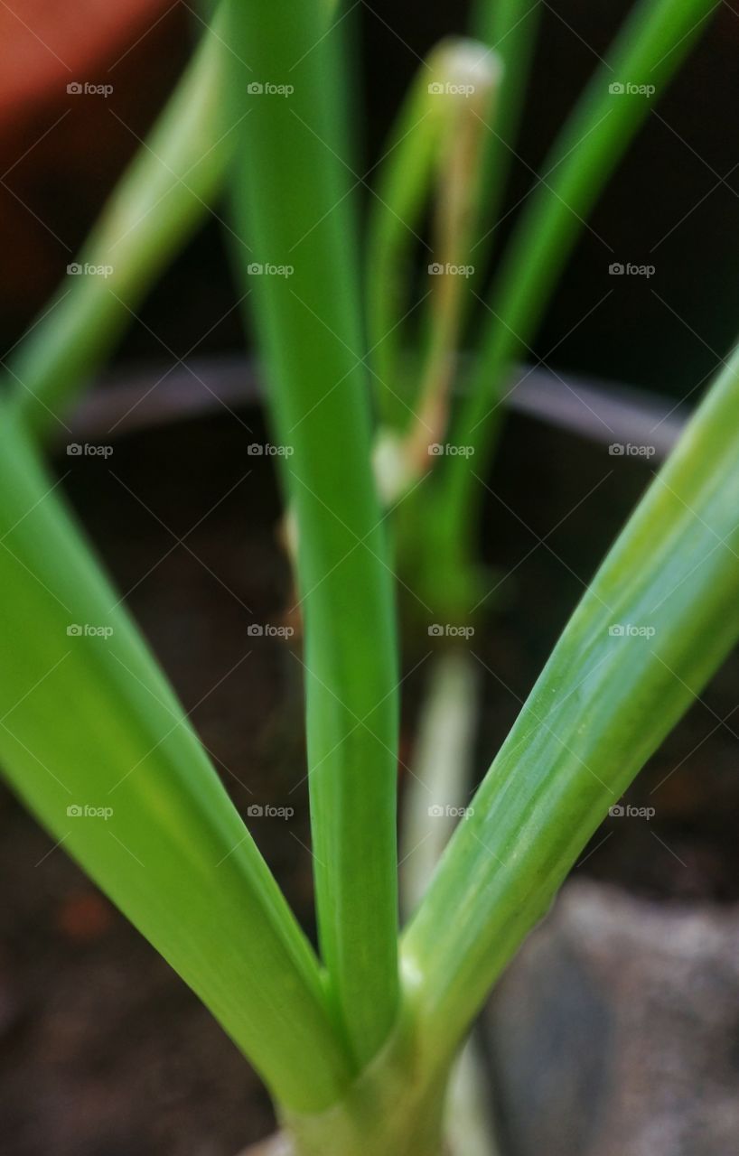 sayuran onclang termasuk sayur bumbu