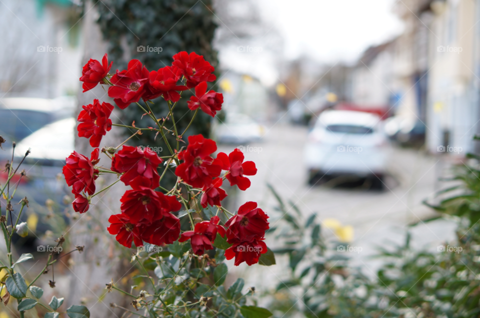 Flower, Nature, Garden, Flora, No Person