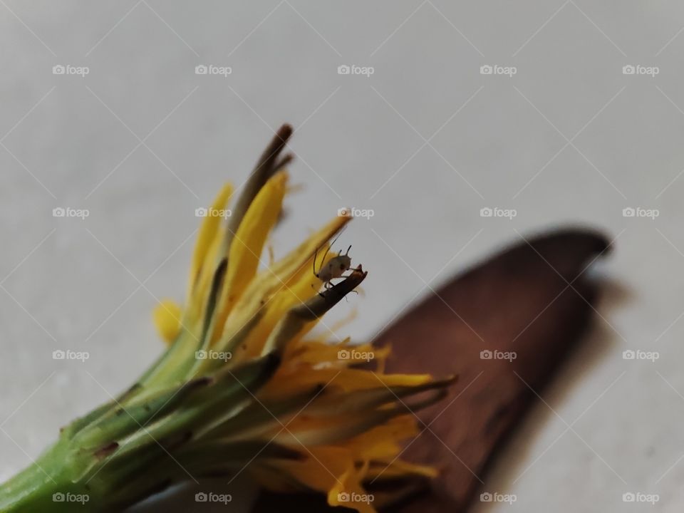 Side photo of bug on flower