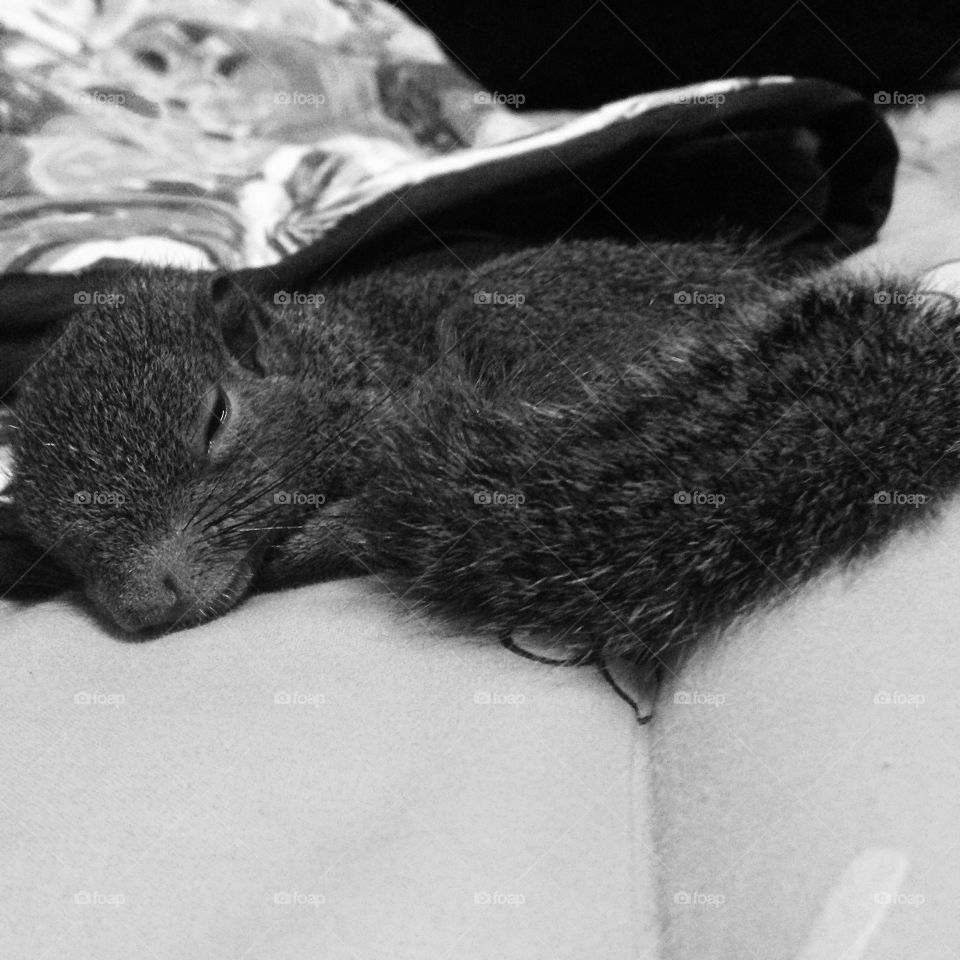 sleeping lil squirrel