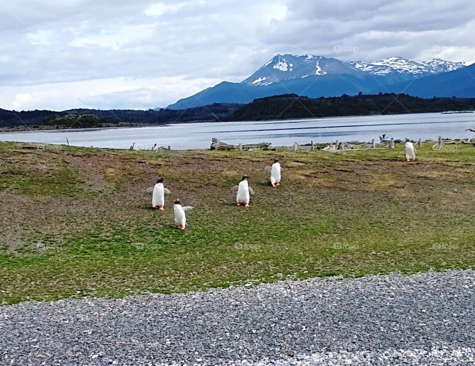 Penguins