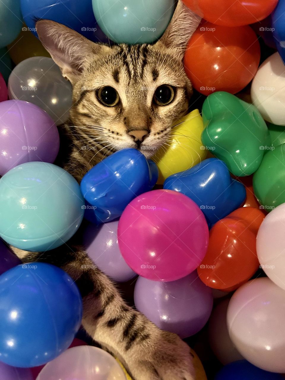Kitten in a ball pit