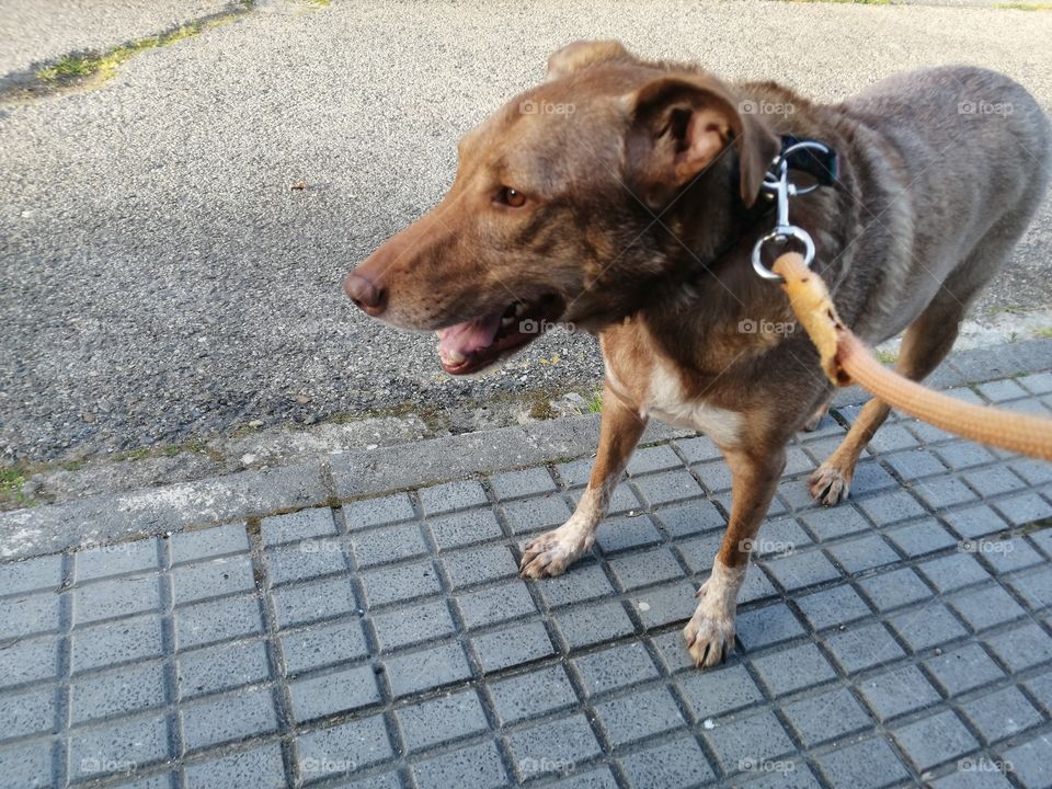 Toy ready to incursion