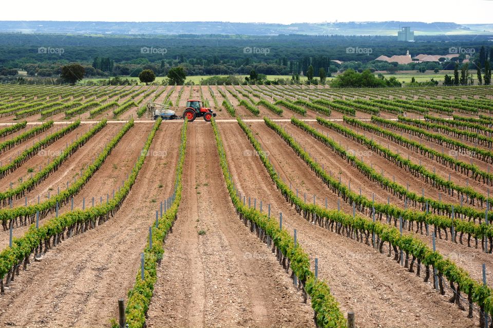 one tractor crossing the vineyard