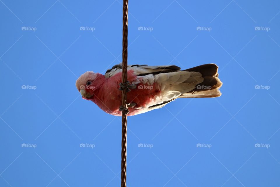 Pink Galah cockatoo perched high on an electrical wire looking down closeup conceptual, minimalistic space for copy or text. The term Galah is also used for an idiot or a fool in Australia 