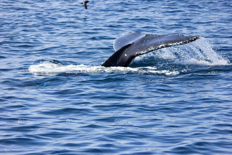 Australia - Mirimbula, whale tale 