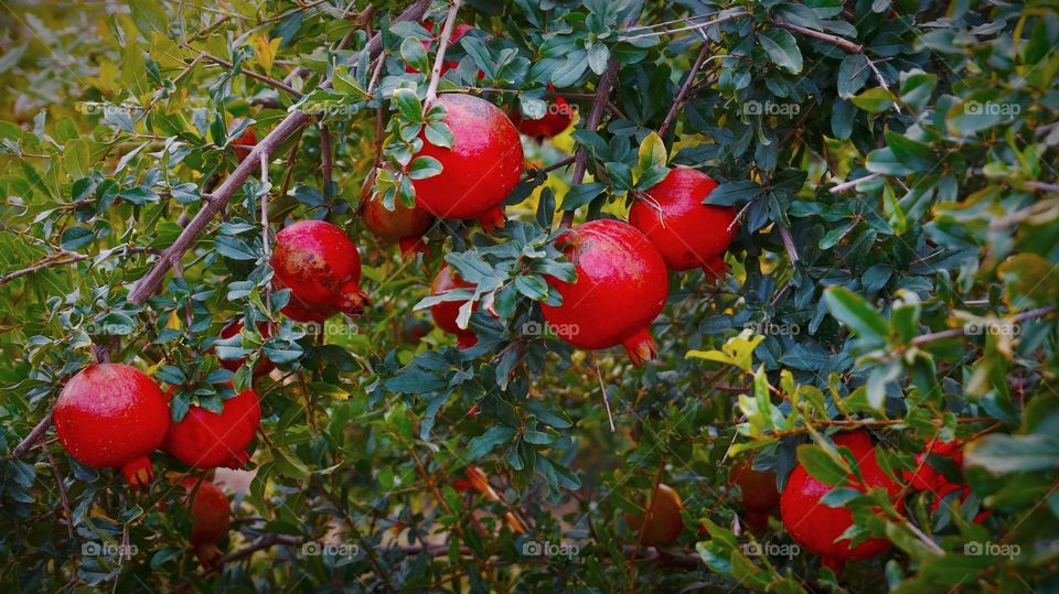 Pomogranate fruits tree close up photo shot on Camera