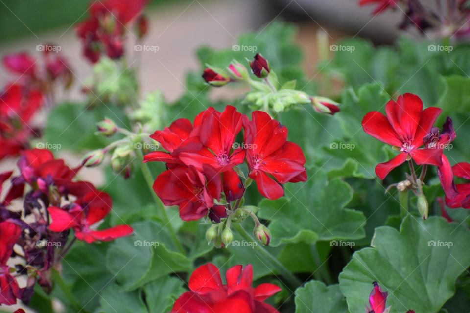 Bright red flowers growinf