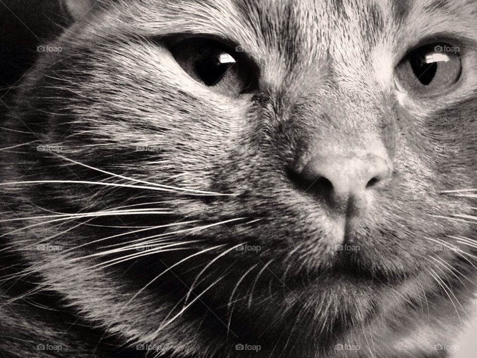 Thoughtful staring cat.