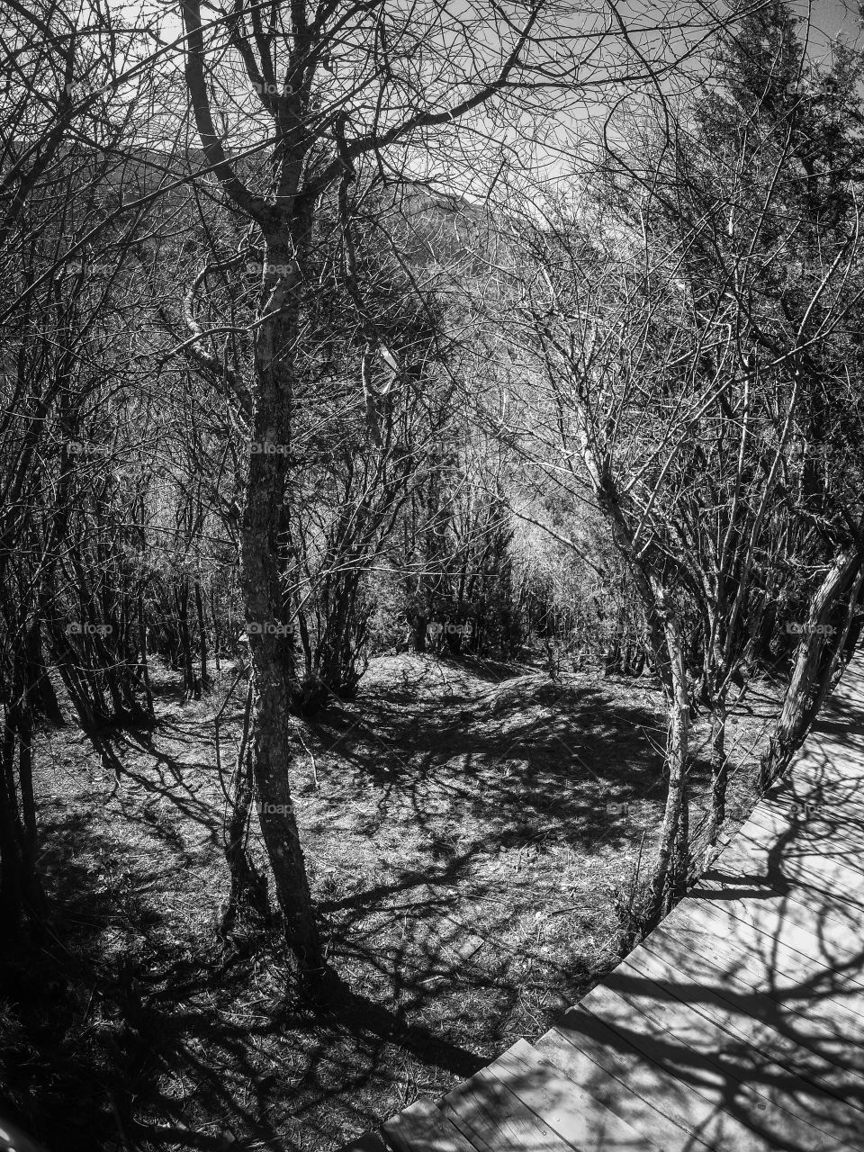 Black and white image of trees in the park, tree shadows, dry season