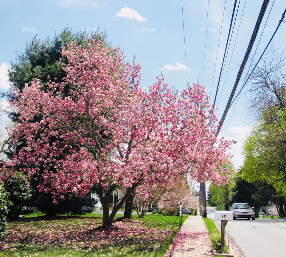 Springtime Unique Flowers