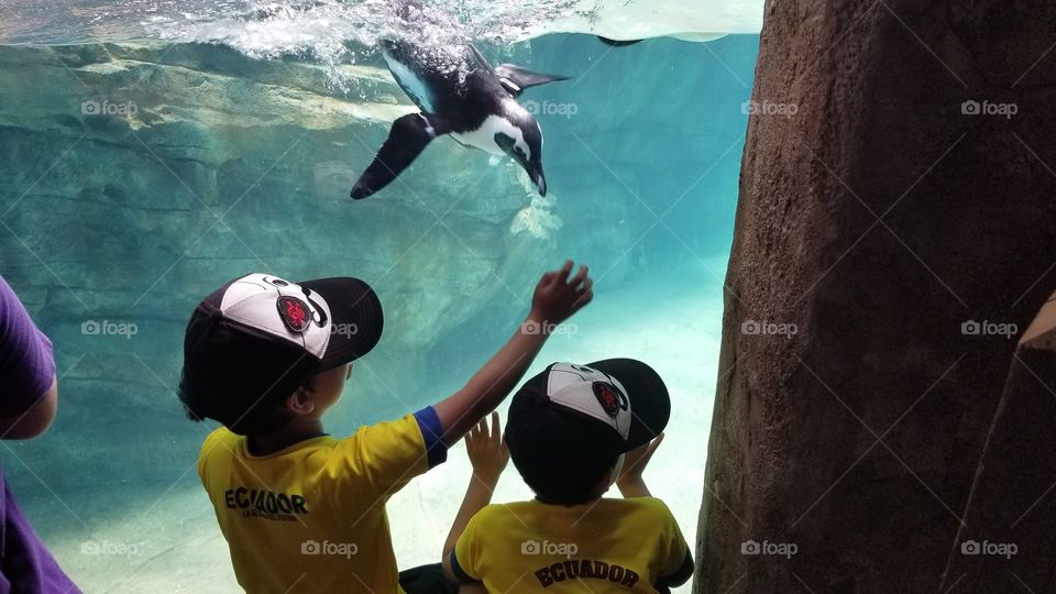 penguin playtime