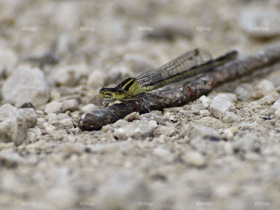 Dragonfly seen from the ground 