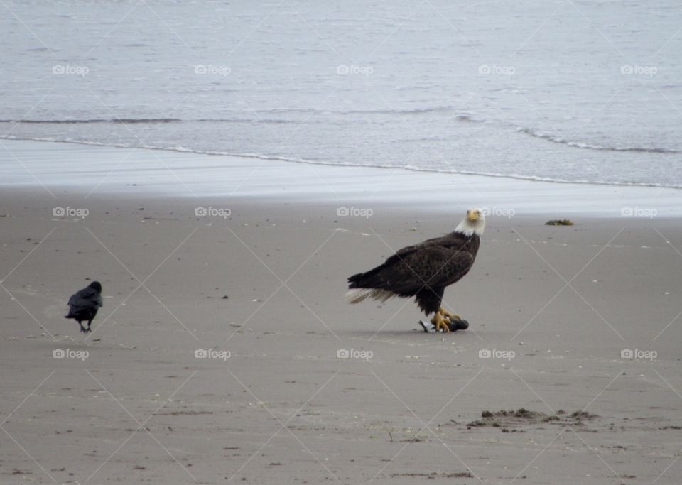 Bald eagle sitting on its prey 