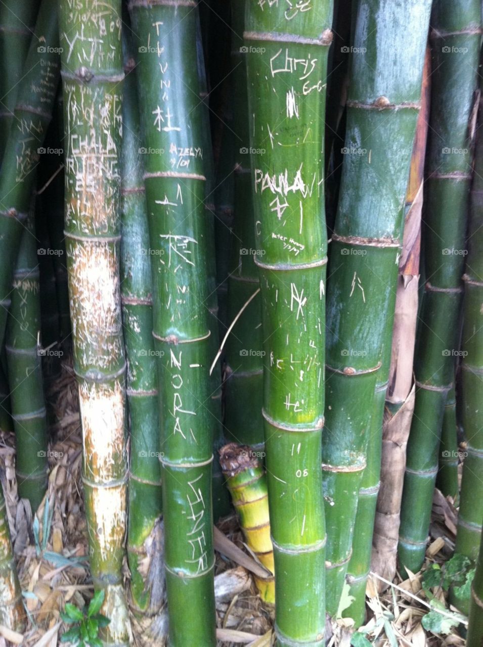 Huntington Botanical Reserve carved bamboo 