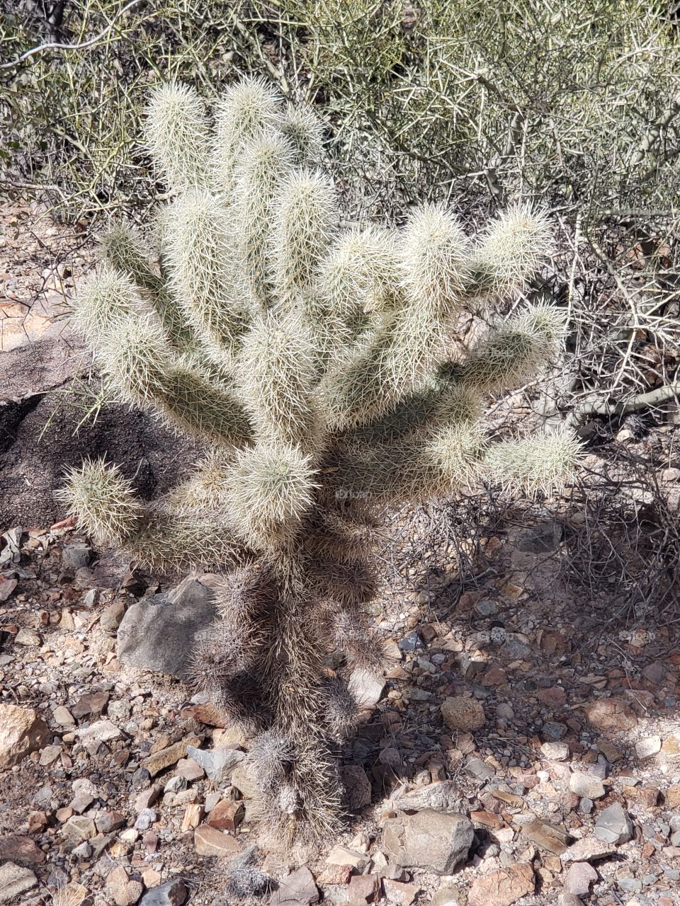 teddy bear cactus