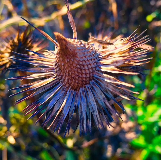 Seed head with most seeds eaten by birds