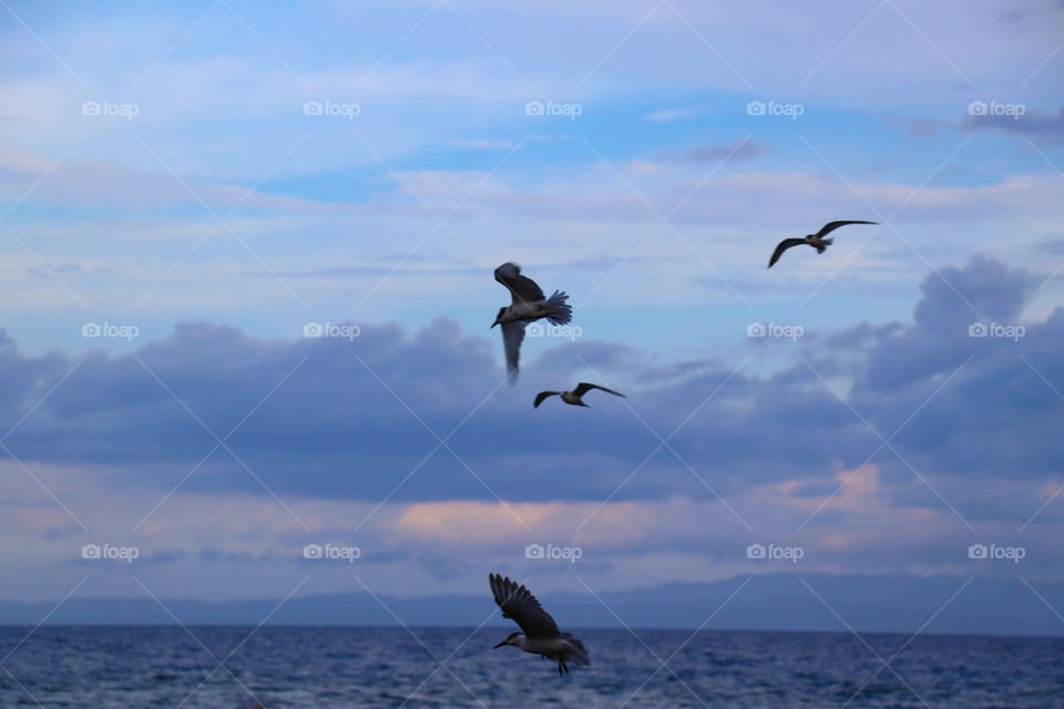 Birds which is playing