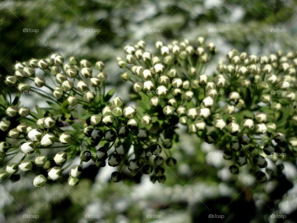 spring white flowers