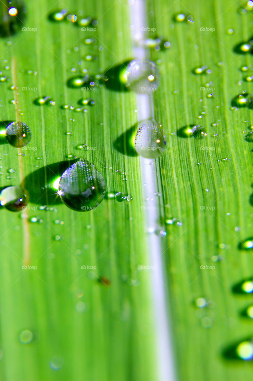 dew drop on green leaf grass