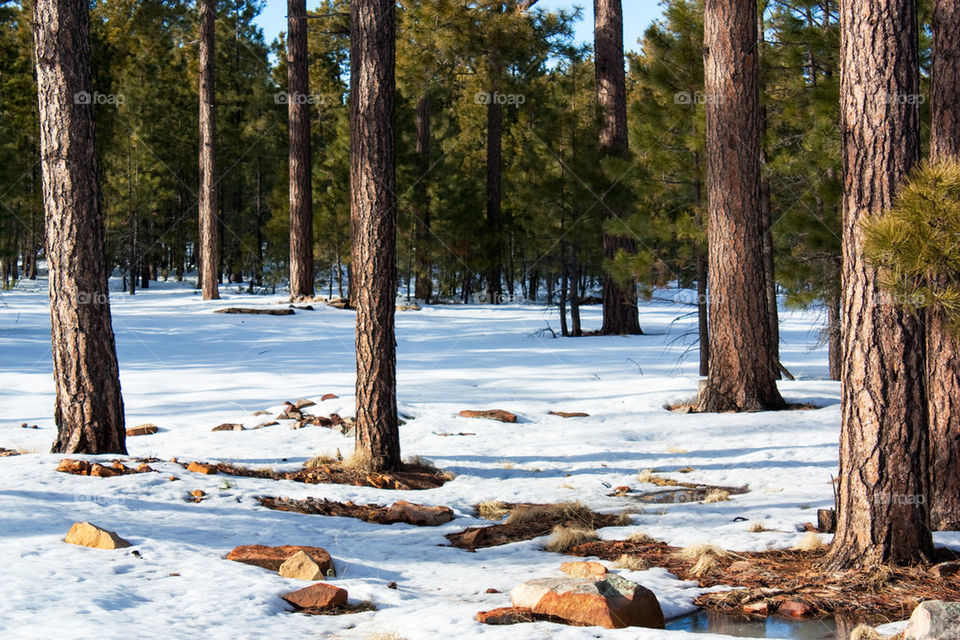 View of forest during winter