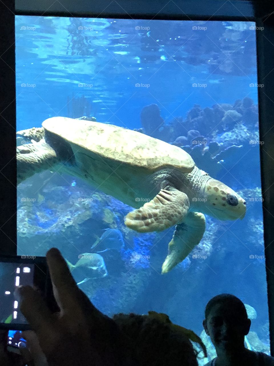 A close up shot of turtle in Boston’s aquarium!