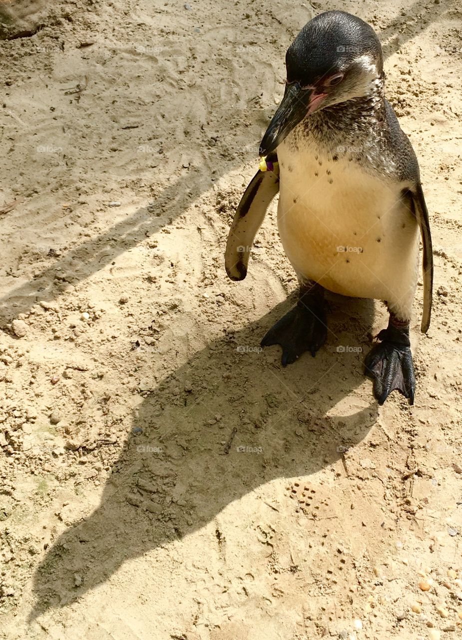 Single penguin standing in the sun facing his shadow