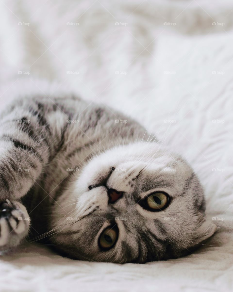 Beautiful gray cat with big eyes 