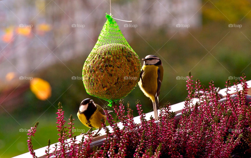 flower food birds bird by jeppedeluxe
