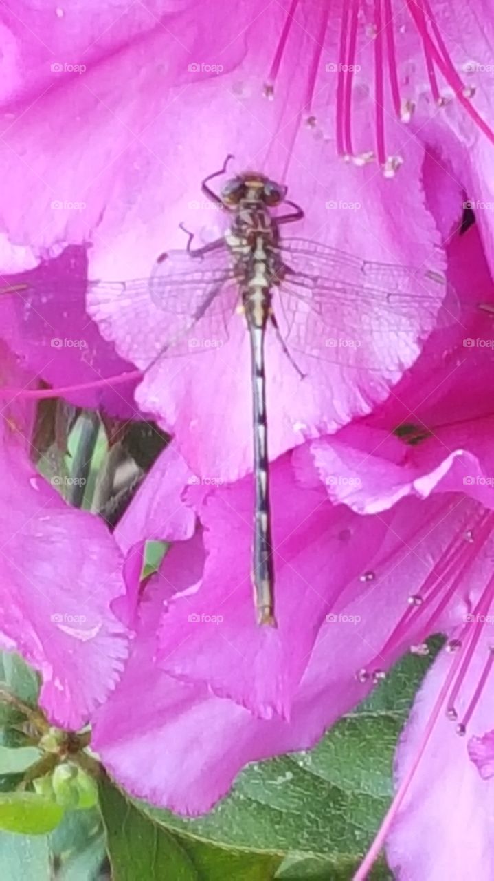 pink flower with dragonfly