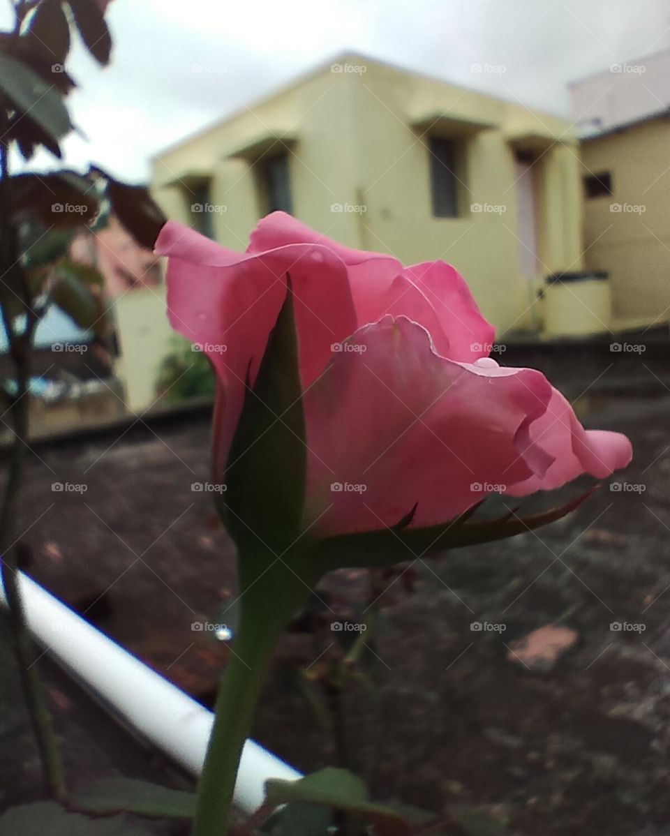 pink rose