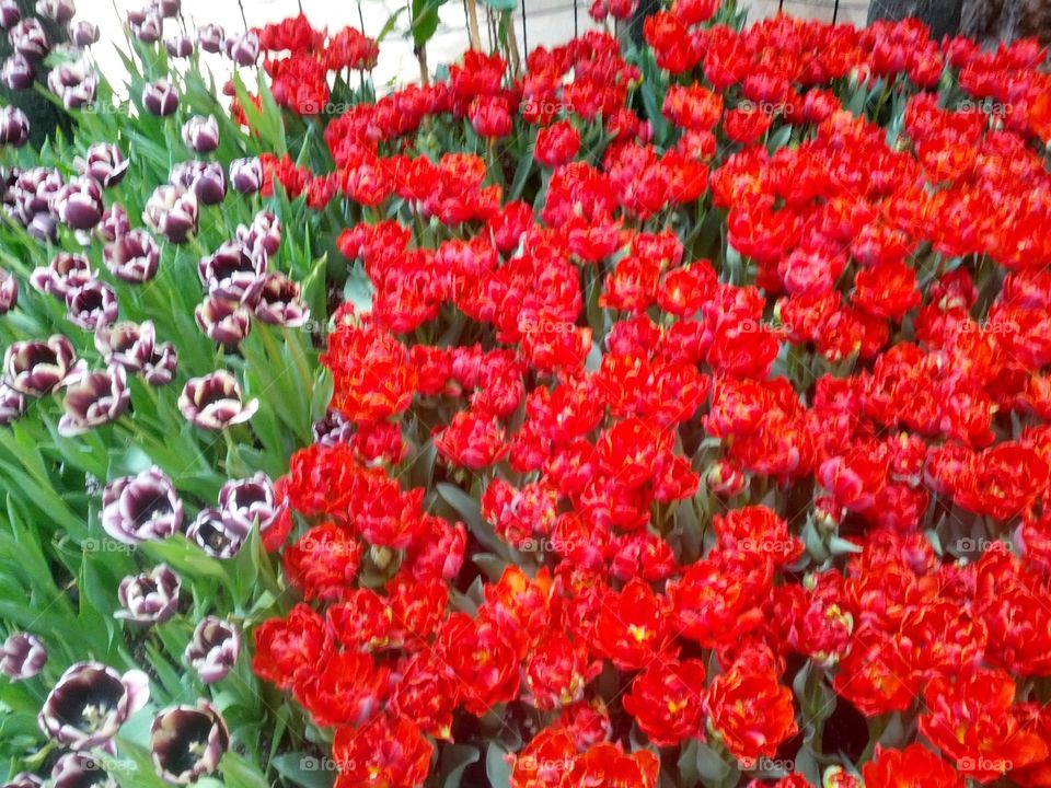 Tulips