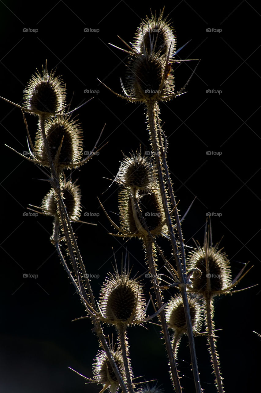 thorn in backlight