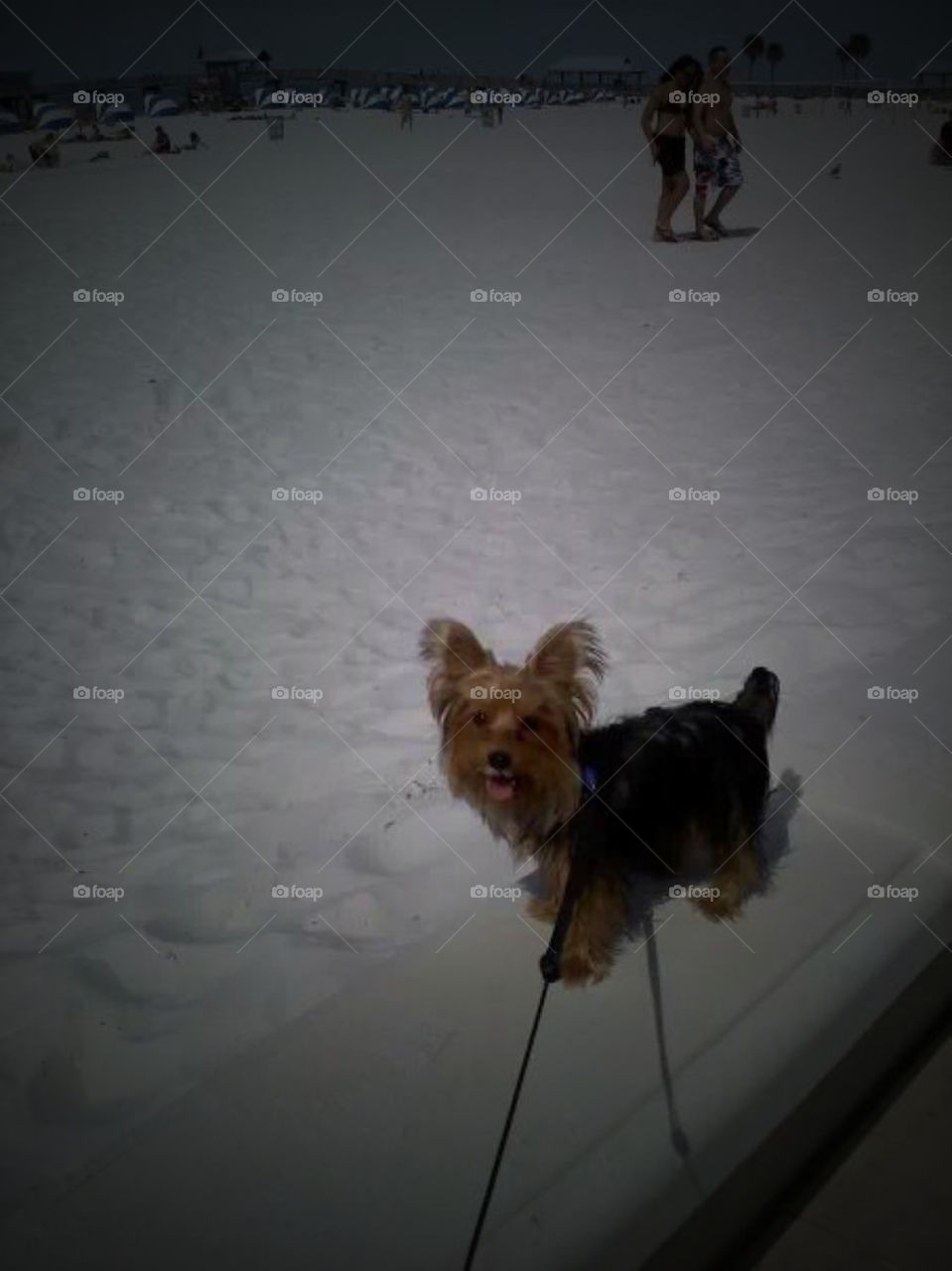 Tony the Yorkie walking wall at Beach