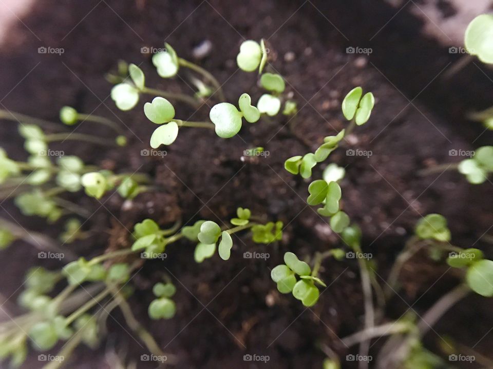 Little plants 