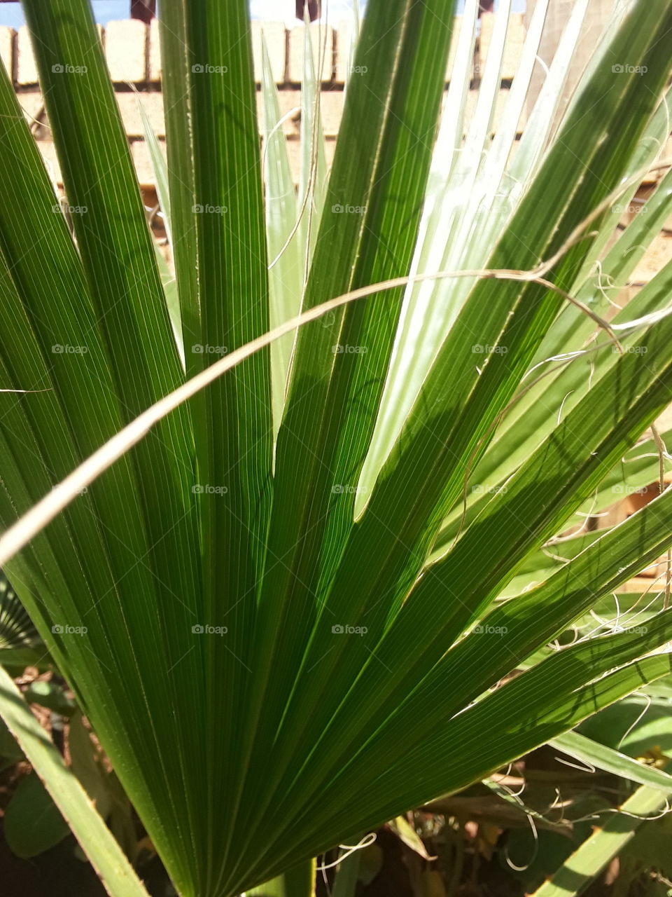A Palm leaf.