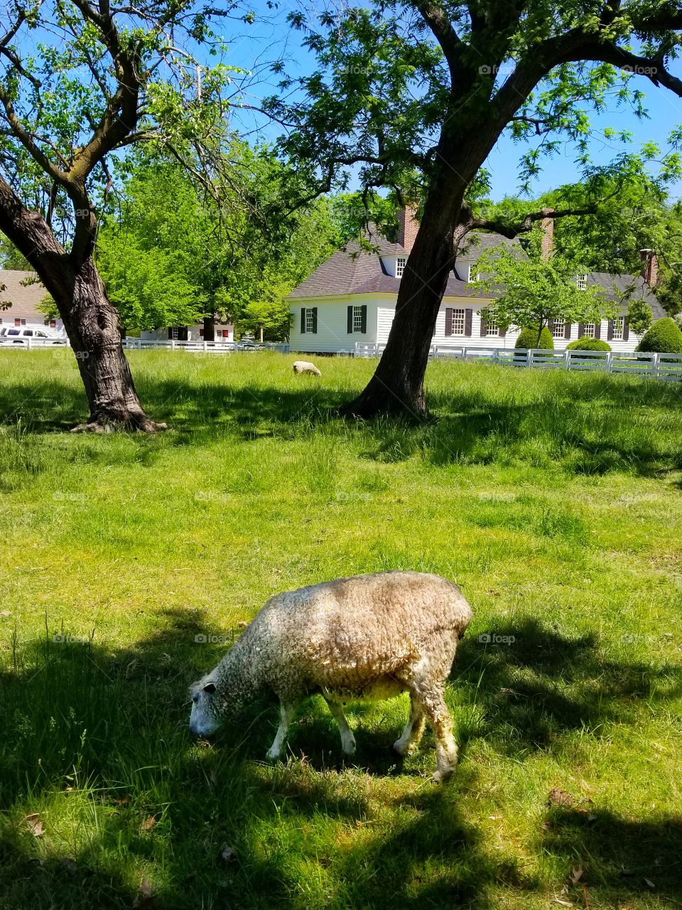 Grazing Sheep