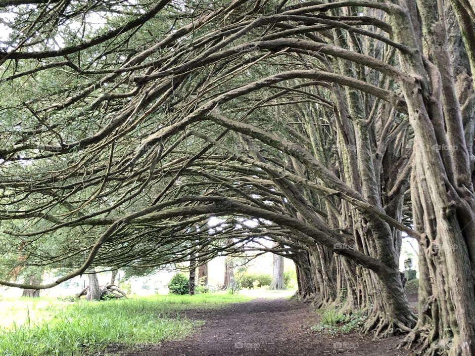 Yew walk