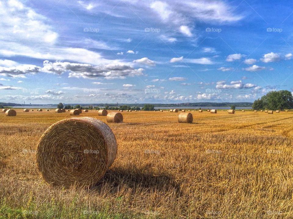 Field with hay bales
