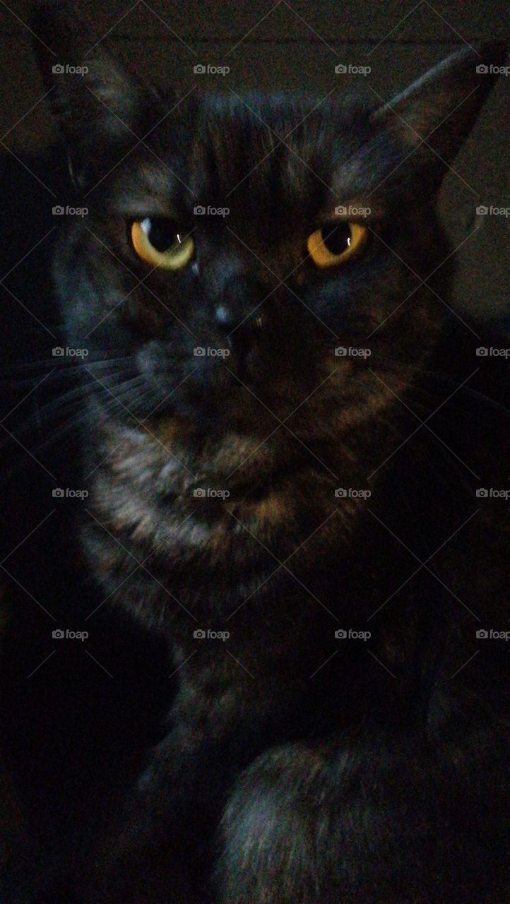 Black cat looking unamused