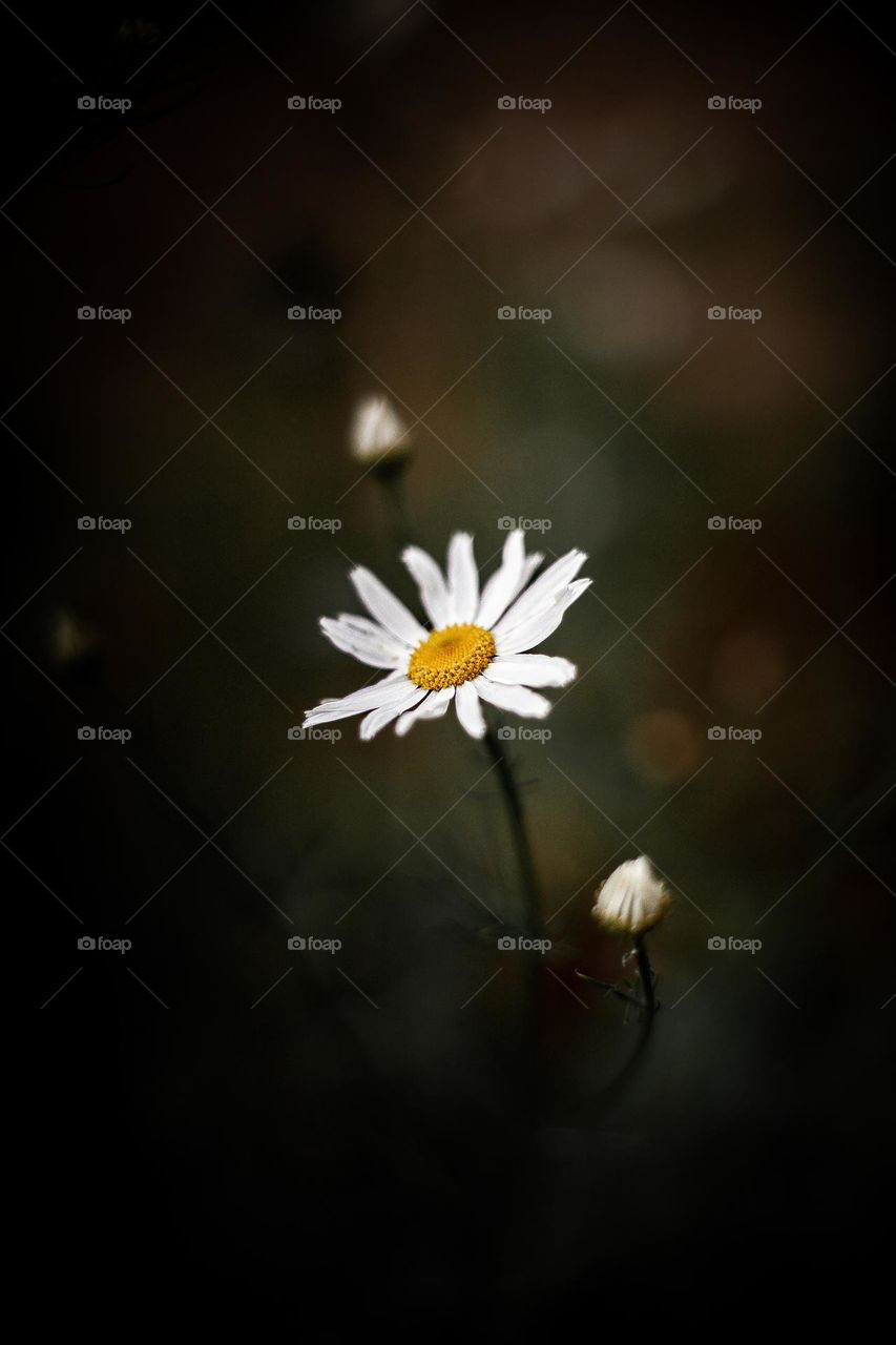 Pyrethrum, a species of Tansies