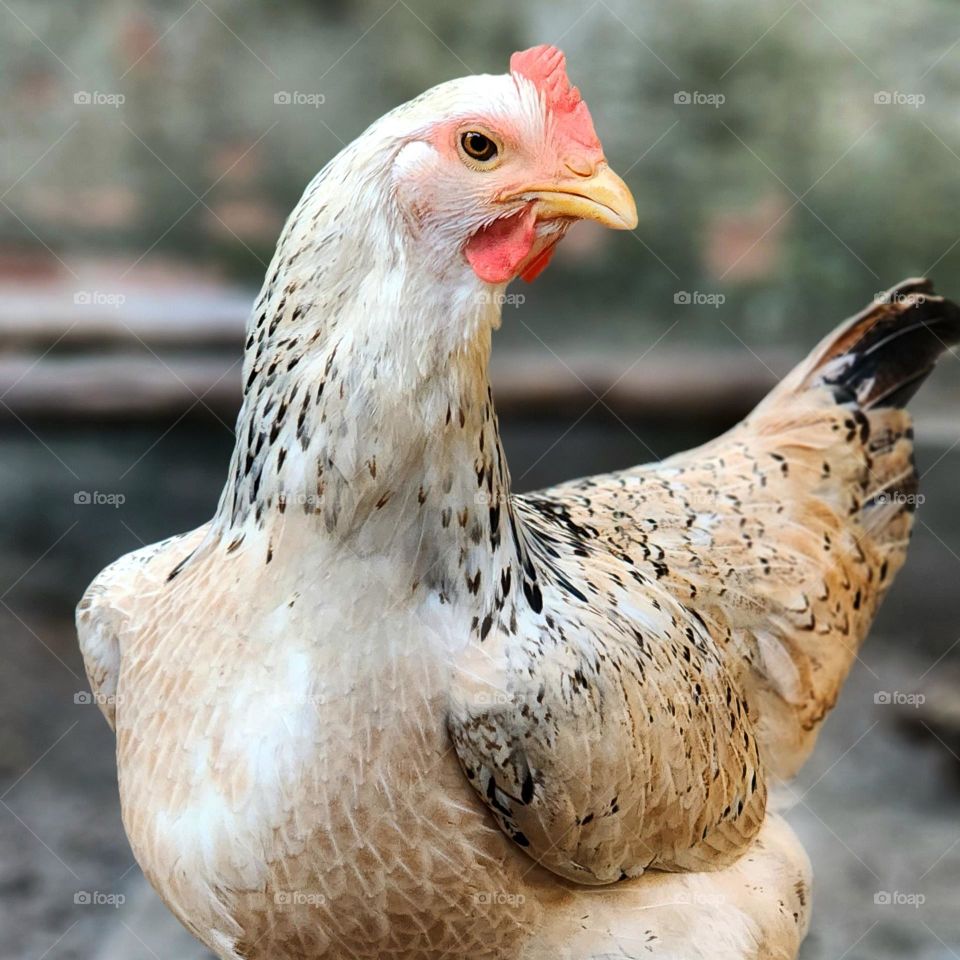 an elegant chicken
