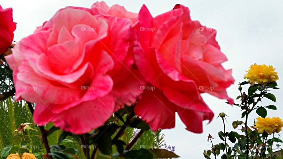 Roses. Pink and yellow roses in a neighbor's garden.