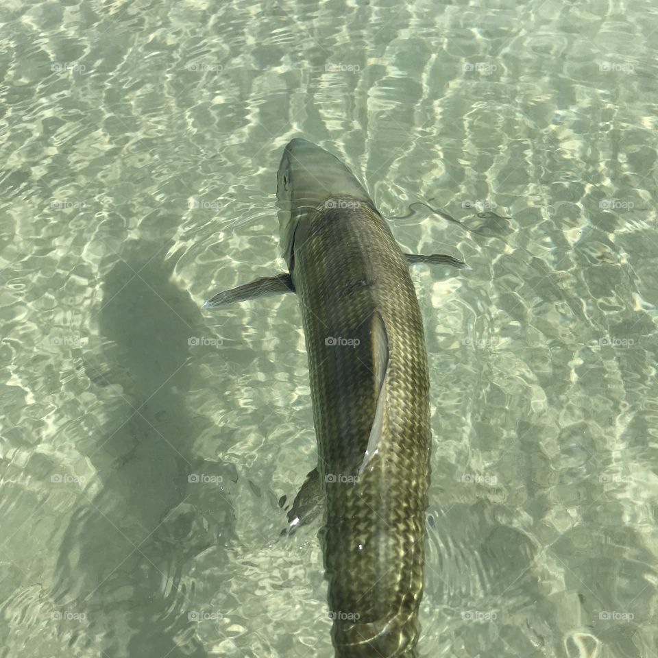 Bonefish release in Clear ocean water