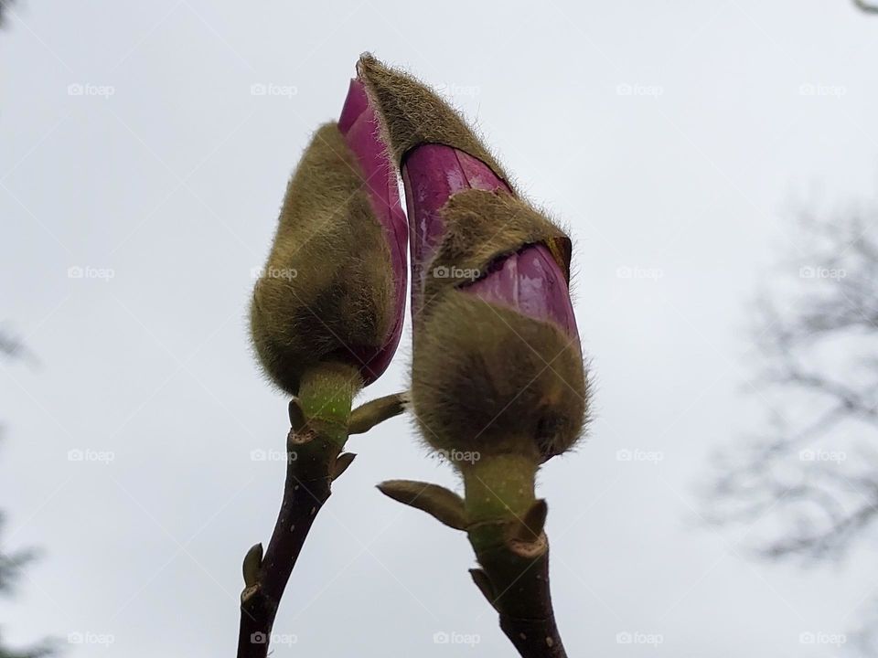 Magnolia tree flower