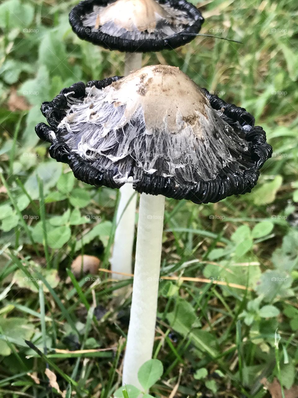 Ink cap mushroom
