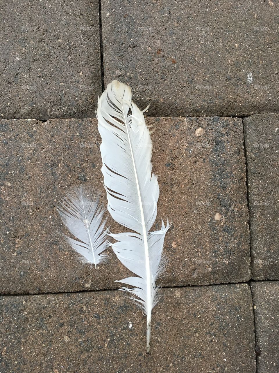 Feather