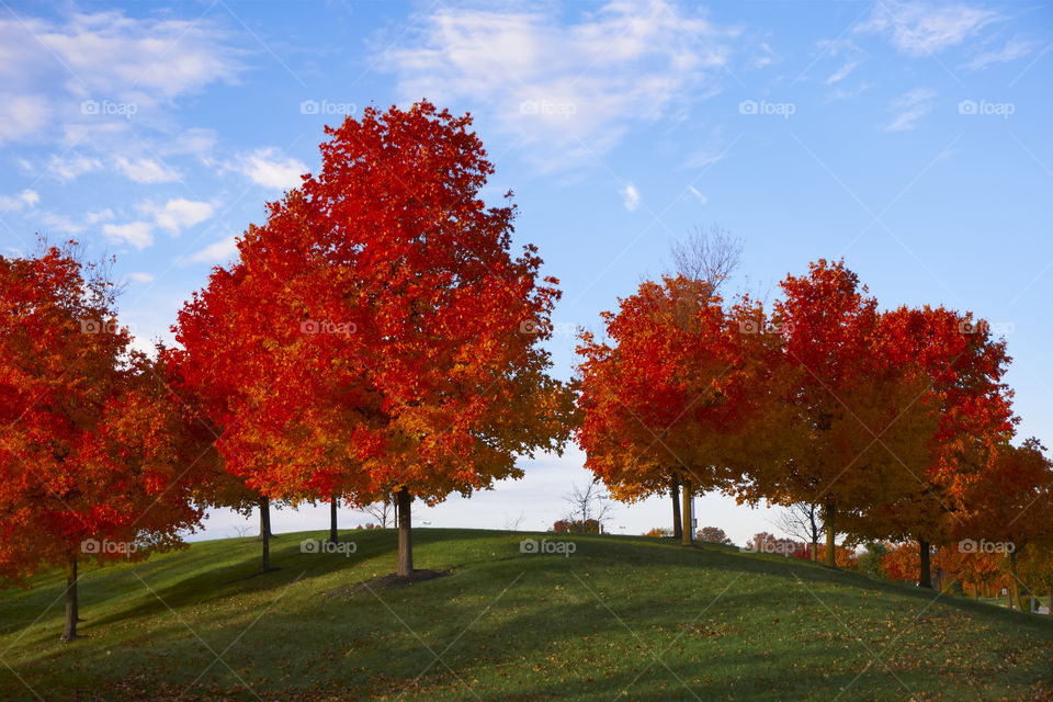 Vibrant red trees against a blue sky