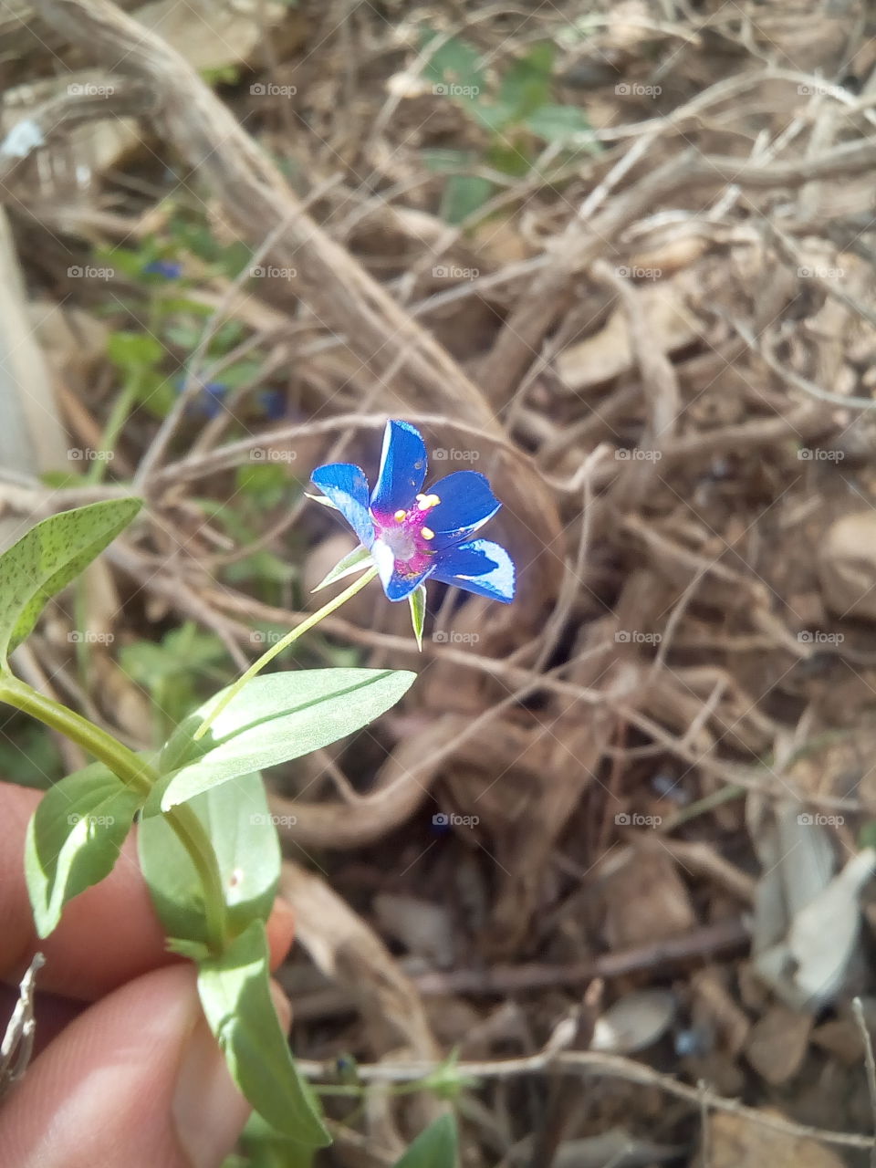 blue flower